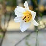 IMG_2105