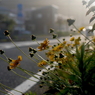 写真エッセイ：夕日影