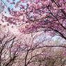2011年4月6日_新宿御苑_01