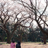 2011年4月6日_新宿御苑_03