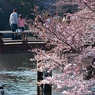 2011年4月6日_新宿御苑_11
