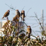 集会