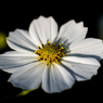花：19