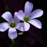 花：20