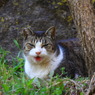 笑い猫