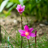 花：27