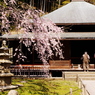 東慶寺　春　祈り