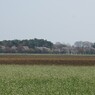 千本松牧場遠景