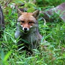 ひよっこりキツネ