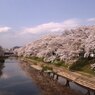 桜並木