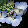 昆虫と花：1