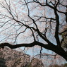 小石川後楽園にて⑥