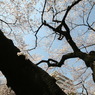 小石川後楽園にて⑦