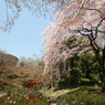 小石川後楽園にて⑨