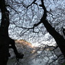 千鳥ヶ淵にて③