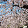 桜トンネル