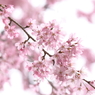 夢桜Ⅱ