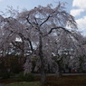 枝垂れ桜