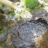 京都府立植物園で 6