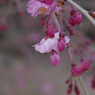 京都府立植物園で 7