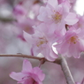 京都府立植物園で 8　