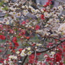 京都府立植物園で  12