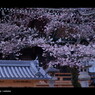 お寺 x 桜。 < I >