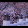 お寺 x 桜。　< III >