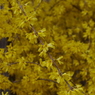 京都府立植物園で 15