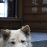 九份 -nostalgic-