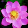 開花2