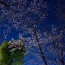 蒼に桜