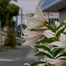 写真エッセイ：通りを眺めるゆり