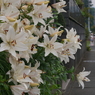写真エッセイ：声を聴くゆり