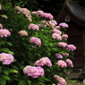境内に咲く (551T)