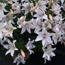 写真掌編：続・夜会の花（龍馬異聞 Ⅱ）1