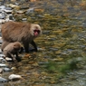 川虫獲りの親子