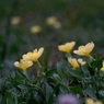 写真掌編：続・夜会の花（龍馬異聞 Ⅱ）２