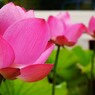次々に咲く