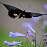 蜜を求めて