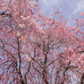 公園の桜