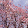 公園の桜