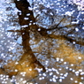 reflected PINK