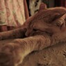 うちの猫です。