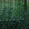 花は雨に濡れ