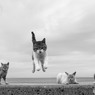 曇天でもピョン（4）