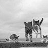 曇天でもピョン（5）