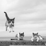 曇天でもピョン（6）