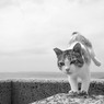 曇天でもピョン（7）