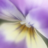 春の訪れ